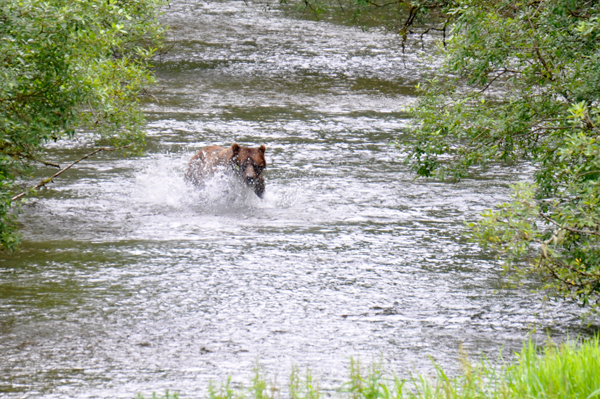 bear splashing
