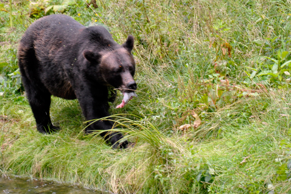 bear eating fish