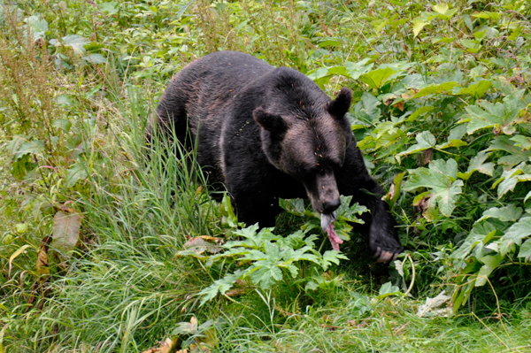 bear eating fish