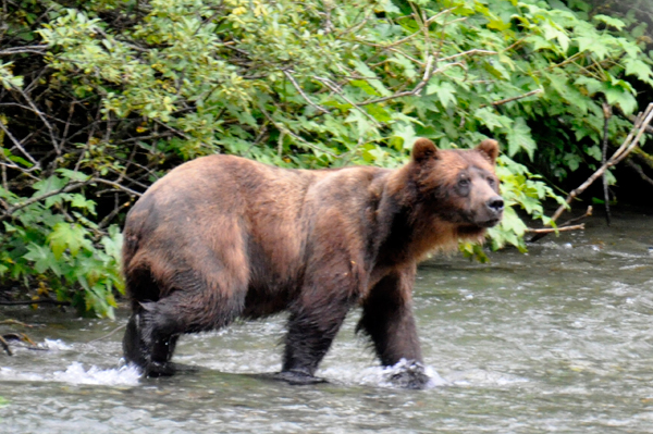 July 25 - bear #4