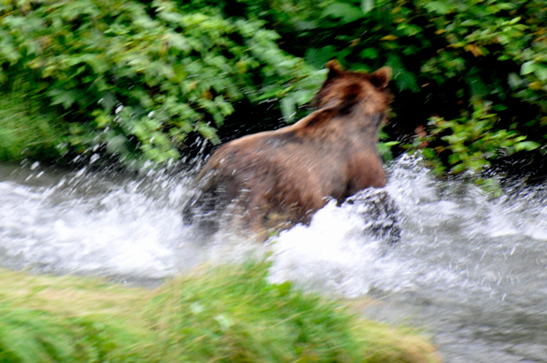 bear splashing after a fish