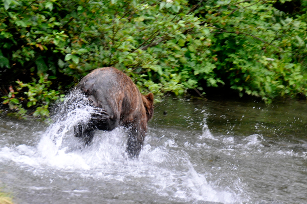 bear jumping in the water