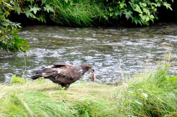 baby bald eagle eating