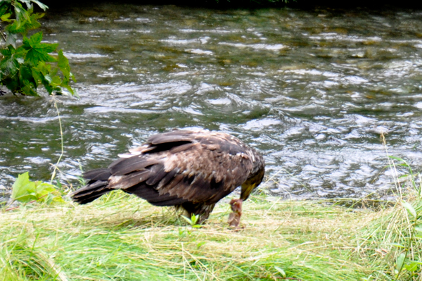 baby bald eagle eating