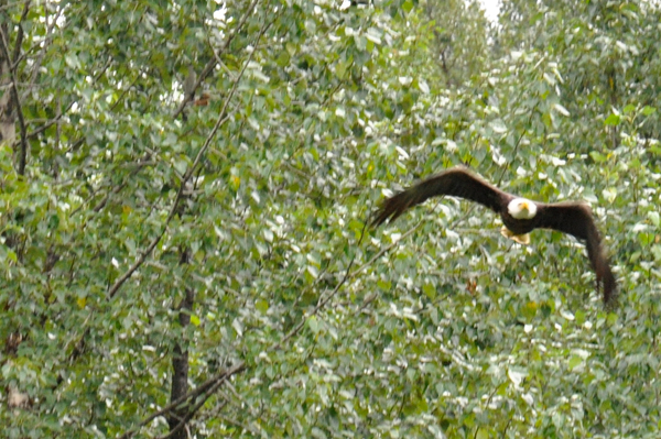 bald eagle flying