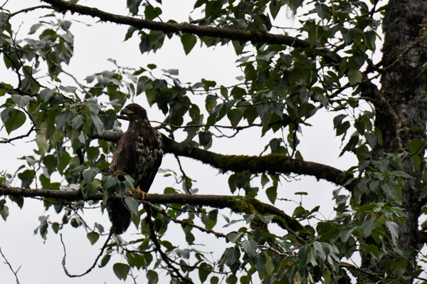 baby bald eagle in tree