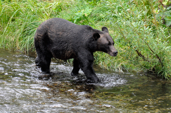 July 26 - bear #1