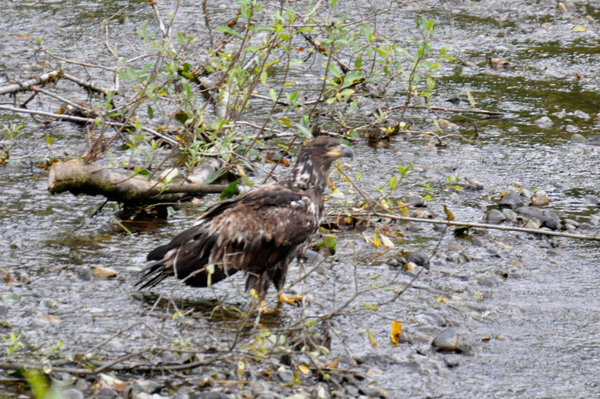 baby bald eagle