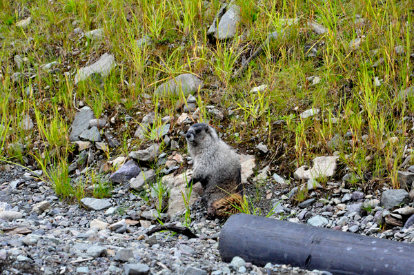 marmot