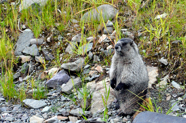 marmot