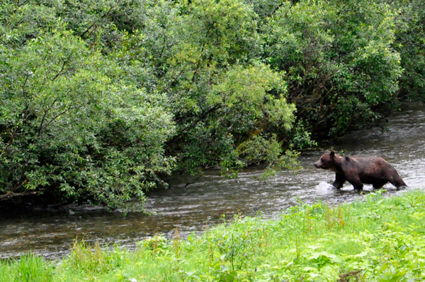 bear 1 in Hyder