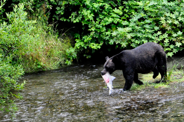 sow with a fish