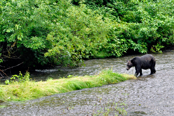 bear 2 in Hyder - a sow