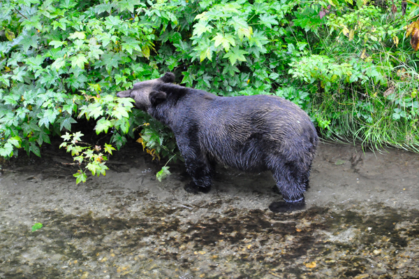 male bear