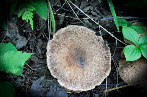 mushroom 2014