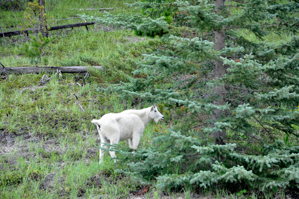 Mountain goat