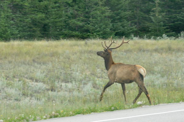 elk near the campground