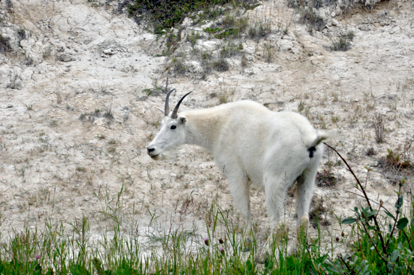 Mountain goat