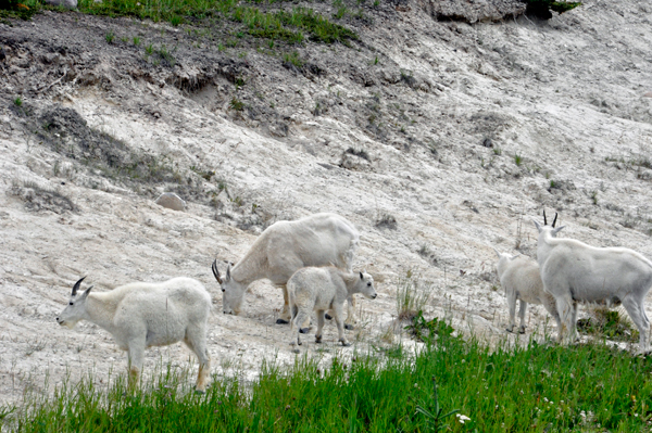 Mountain goats