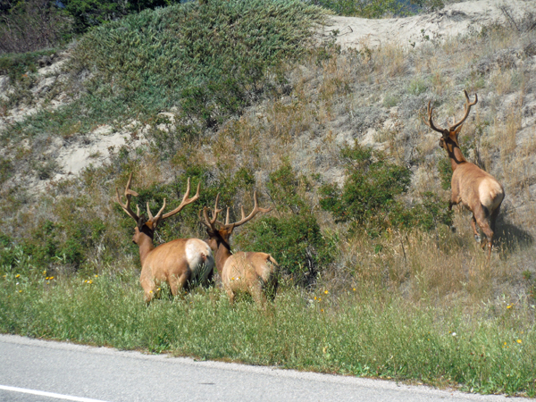 4 elk