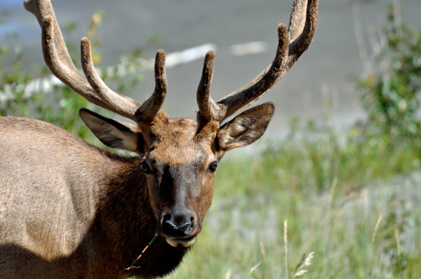 elk looking into the window of the two RV Gypsies