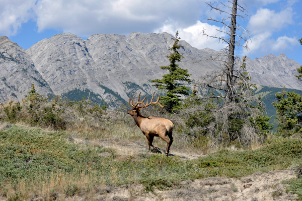 elk