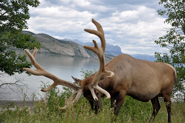 big antlers