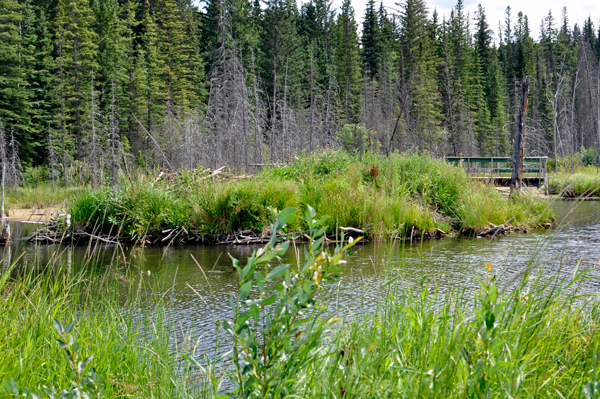 marsh, bridge and dirt trail