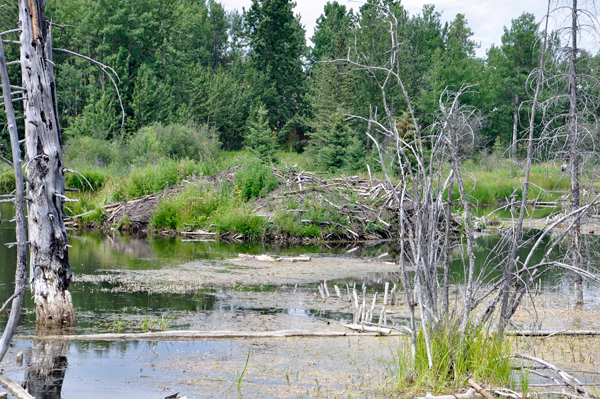 a bigger beaver dam