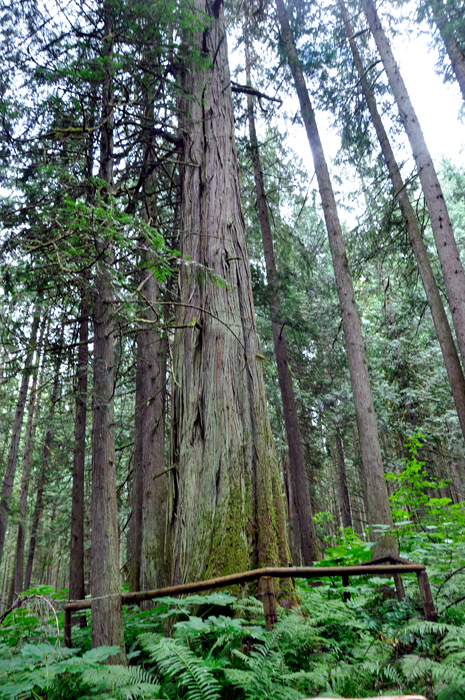 Western Red Cedar trees