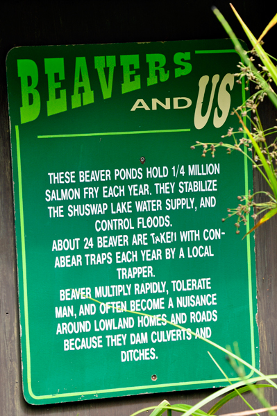 beaver sign