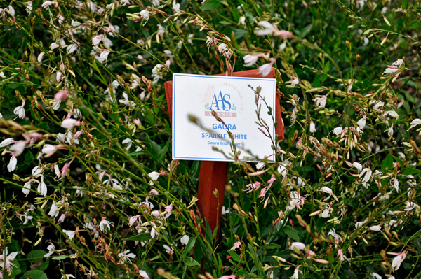 flowers in the Display Garden