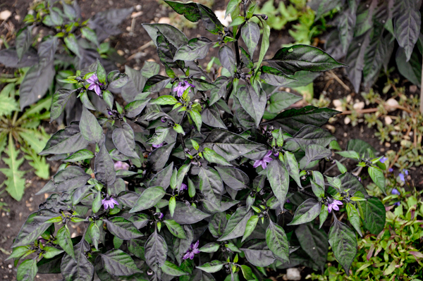 flowers in the Display Garden