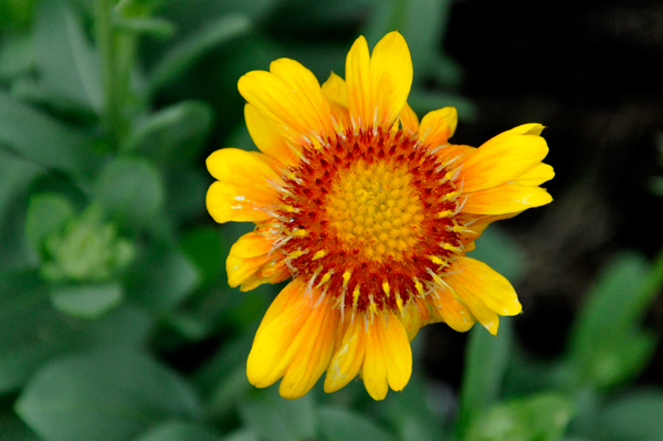 flower in the Display Garden