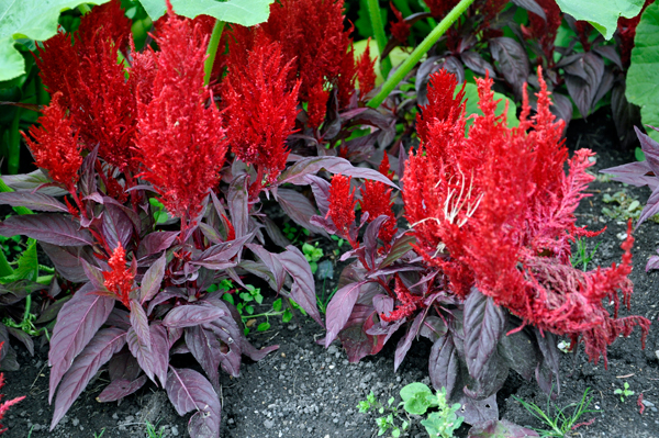 flowers in the Display Garden