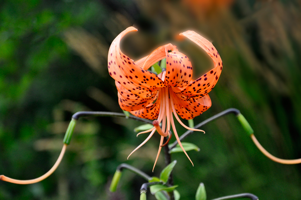 flower in the Display Garden