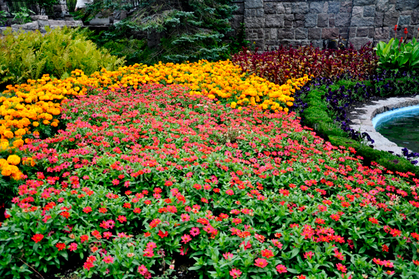 Different views of Garden in 2015