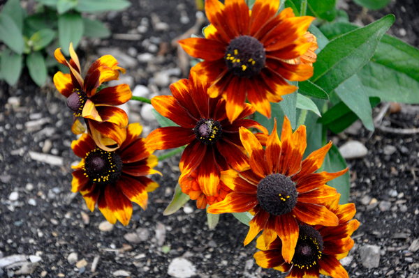 flowers at International Peace Garden