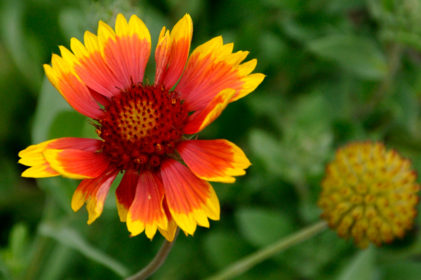 flowers at International Peace Garden