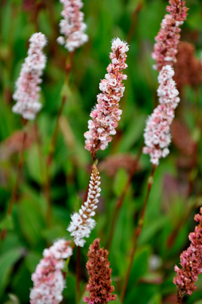 flowers at International Peace Garden