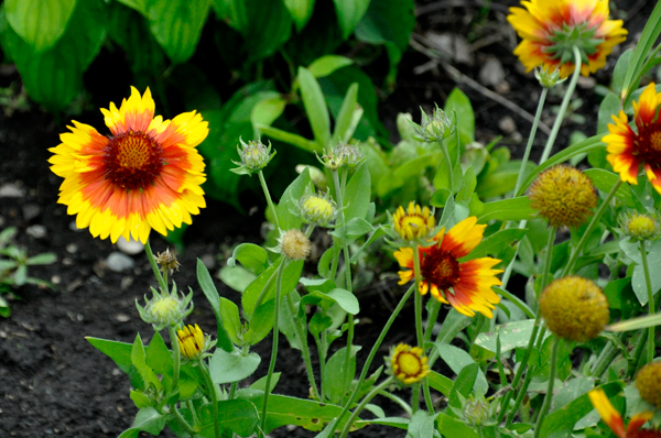 flowers at International Peace Garden