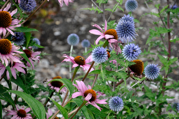 flowers at International Peace Garden