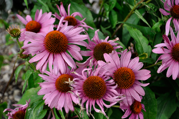 flowers at International Peace Garden