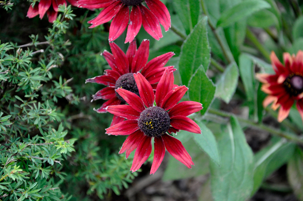 flowers at International Peace Garden