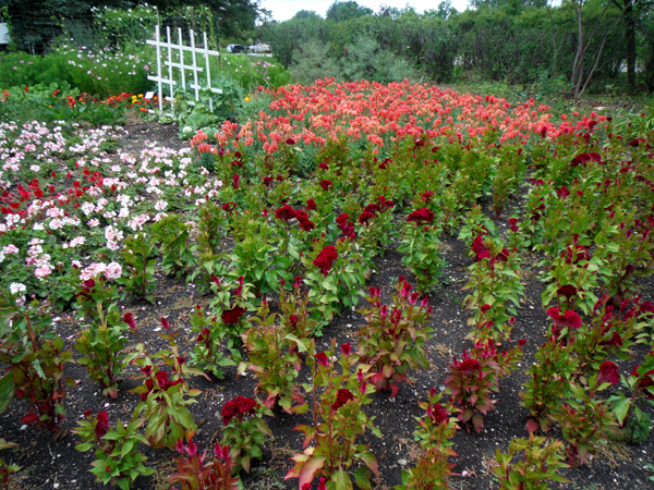 flowers in the Display Garden