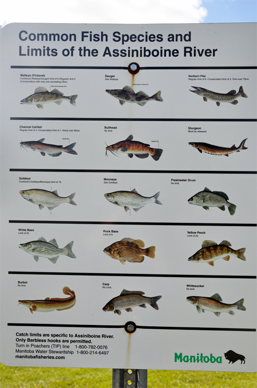 Chart: fish in Assinboine River