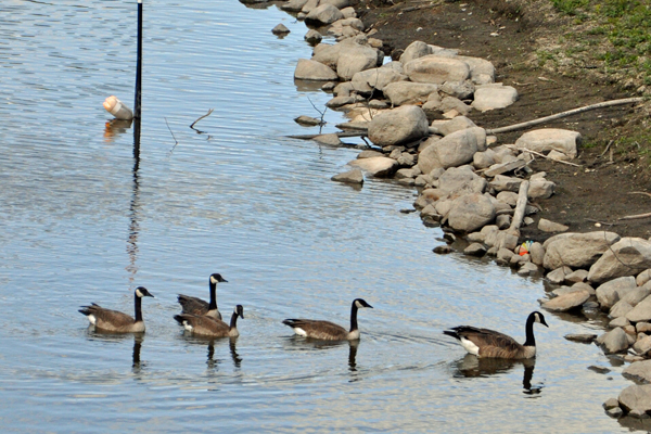 ducks
