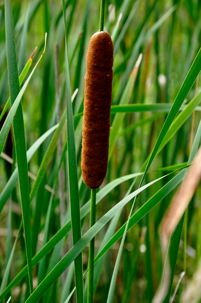 cattail