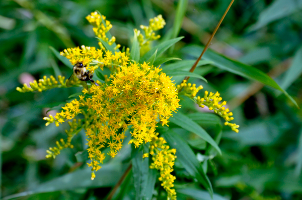 bee in a flower