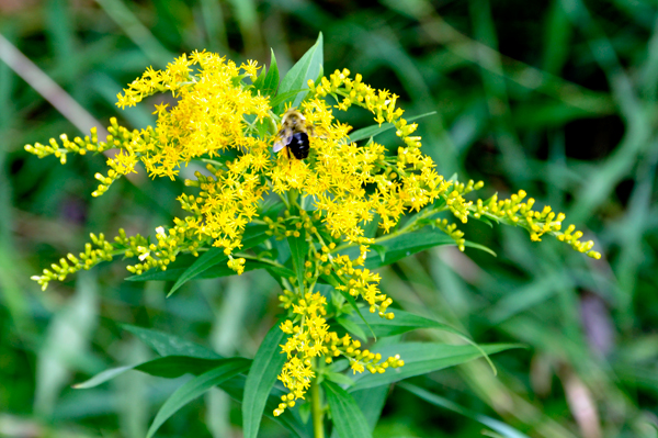 bee in a flower